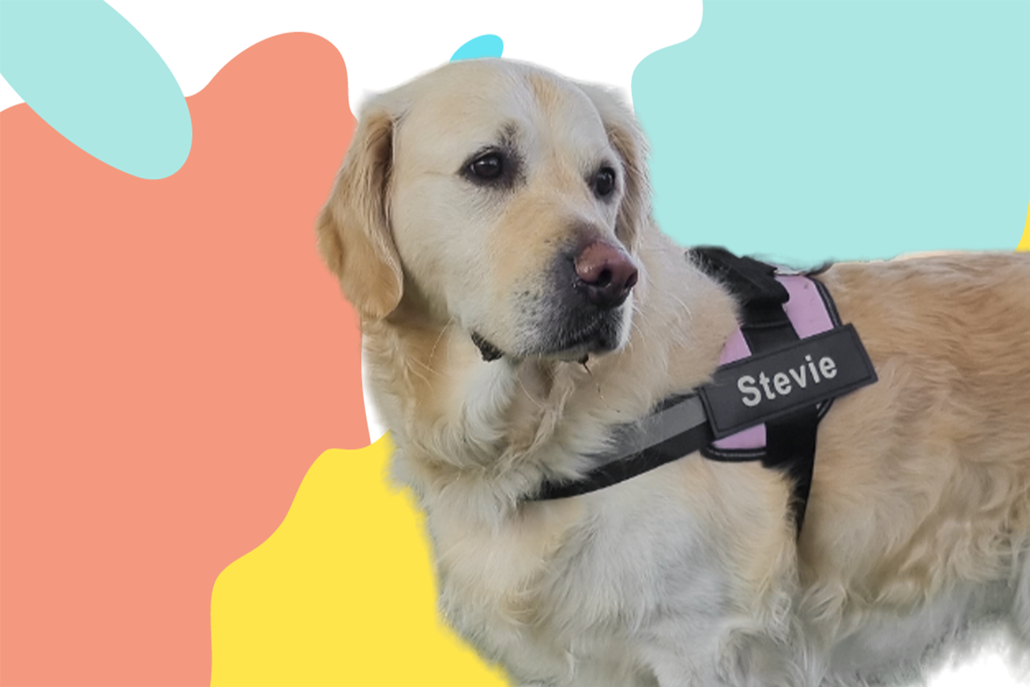 Create your custom dog harness