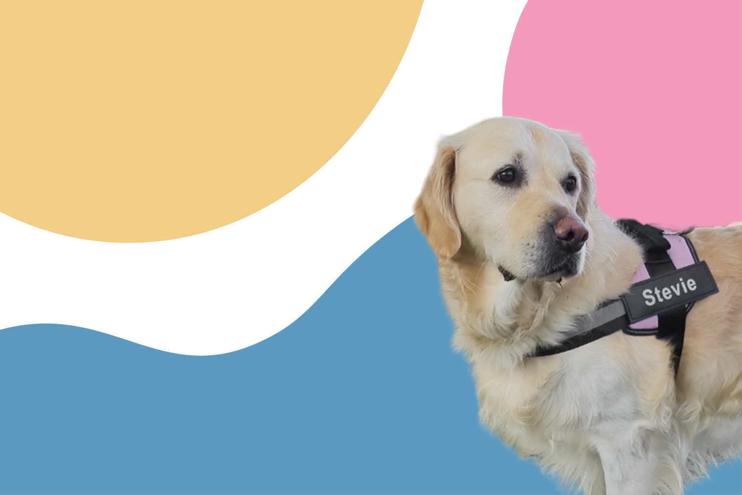 DogHarnessCo hero banner